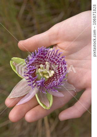 Close up of passion fruit flower - Passiflora Close up of passion fruit flower - Passiflora 106871828