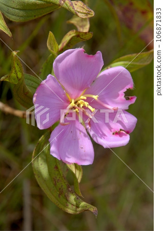Close up shot of a beautiful Melastoma malabathricum blossom 106871833