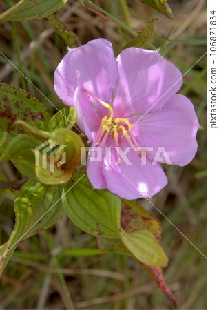 Close up shot of a beautiful Melastoma malabathricum blossom 106871834