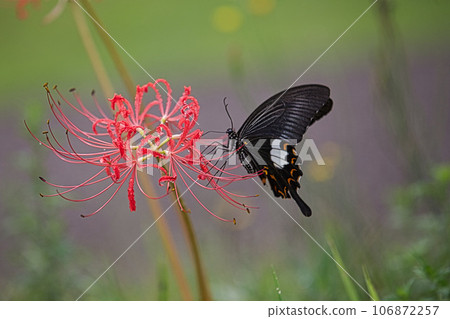 Red spider lily blooming at the Ichijodani Asakura clan ruins Red spider lily blooming at the Ichijodani Asakura clan ruins 106872257
