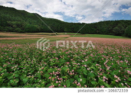 2023 Red Soba Village 2 106872339