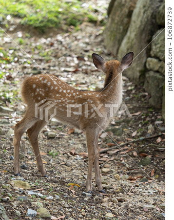 奈良公園的可愛小鹿 奈良公園的可愛小鹿 106872739