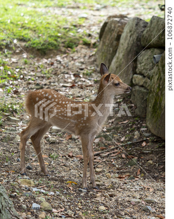 Cute fawn in Nara Park Cute fawn in Nara Park 106872740