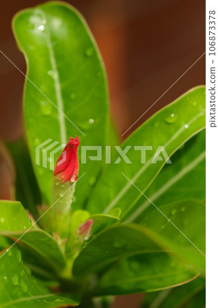 Close up image beautiful adenium obesum flowers before blooming and drops of water on the flowers and leaves after rain in garden, vertical view. 106873378