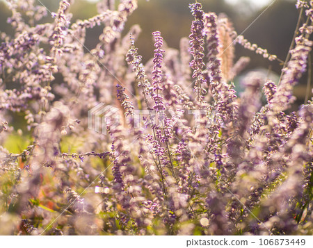 Perovskia atriplicifolia flower in the garden with sunlight 106873449