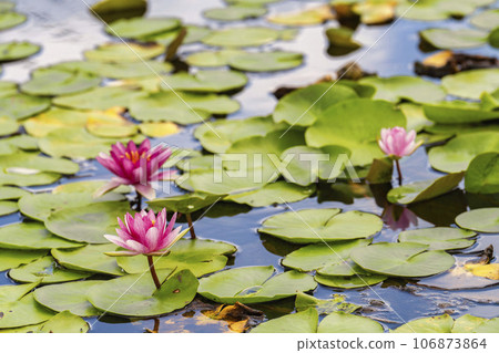 Water lilies blooming in the pond, Michinoku-Mori National Government Lakeside Park in autumn, Kawasaki Town, Miyagi Prefecture 106873864