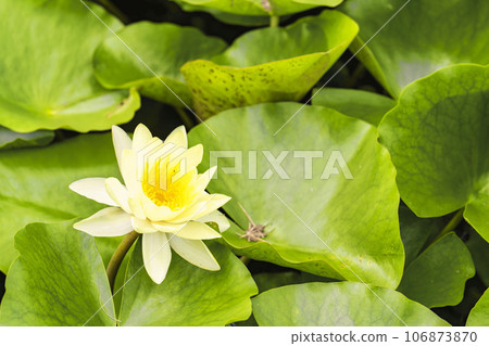 宮城縣川崎町道奧森湖濱公園池塘里盛開的睡蓮 106873870
