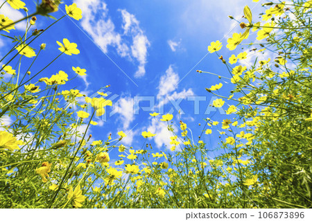 宮城縣川崎町陸奧森湖畔公園的秋日藍天和波斯菊檸檬枯萎病 106873896
