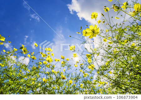 Blue sky and Cosmos lemon blight in autumn at Michinoku-Mori National Government Lakeside Park, Kawasaki Town, Miyagi Prefecture 106873904