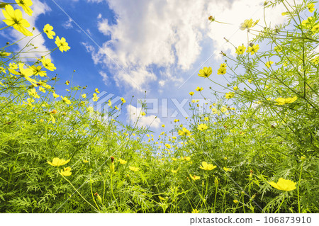 宮城縣川崎町陸奧森湖畔公園的秋日藍天和波斯菊檸檬枯萎病 106873910
