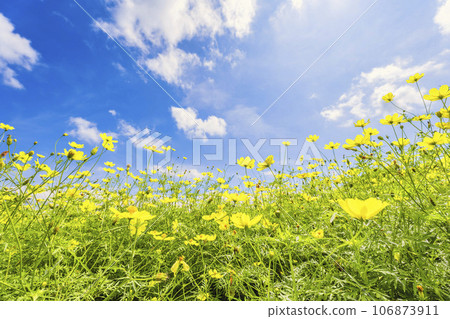 宮城縣川崎町陸奧森湖畔公園的秋日藍天和波斯菊檸檬枯萎病 106873911