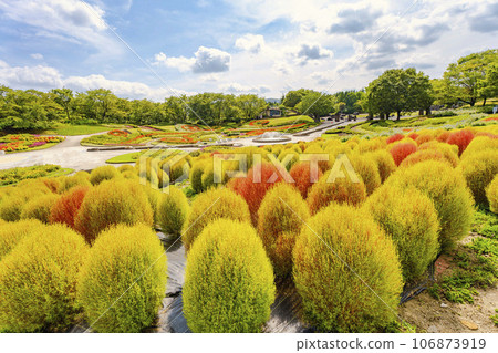 宮城縣川崎町道奧湖畔公園秋天的地膚開始變紅 宮城縣川崎町道奧湖畔公園秋天的地膚開始變紅 106873919