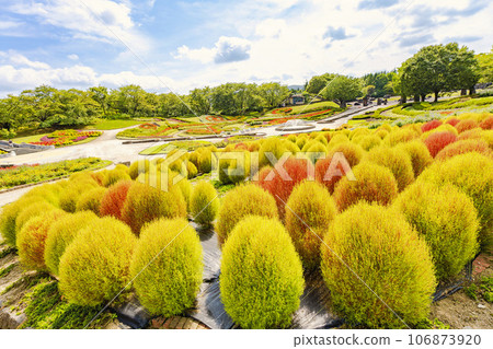 宮城縣川崎町道奧湖畔公園秋天的地膚開始變紅 106873920