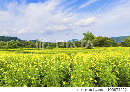 宮城縣川崎町陸奧森湖畔公園的秋日藍天和波斯菊檸檬枯萎病 106873932