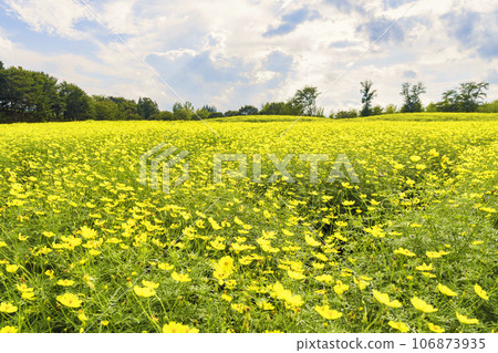 Blue sky and Cosmos lemon blight in autumn at Michinoku-Mori National Government Lakeside Park, Kawasaki Town, Miyagi Prefecture 106873935