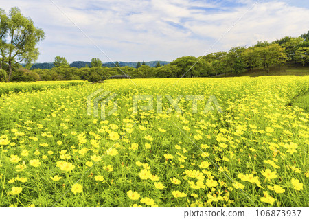 宮城縣川崎町陸奧森湖畔公園的秋日藍天和波斯菊檸檬枯萎病 106873937