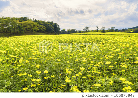 宮城縣川崎町陸奧森湖畔公園的秋日藍天和波斯菊檸檬枯萎病 106873942