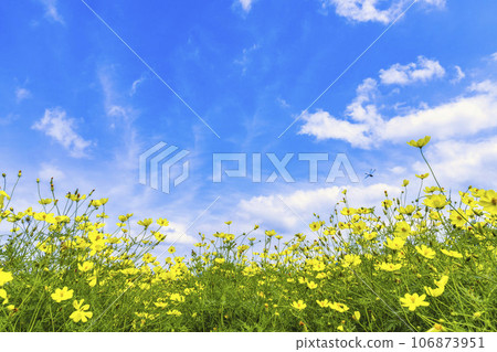 宮城縣川崎町陸奧森湖畔公園的秋日藍天和波斯菊檸檬枯萎病 106873951