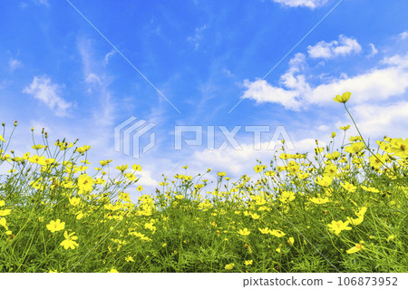 宮城縣川崎町陸奧森湖畔公園的秋日藍天和波斯菊檸檬枯萎病 106873952