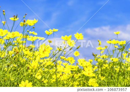 宮城縣川崎町陸奧森湖畔公園的秋日藍天和波斯菊檸檬枯萎病 106873957
