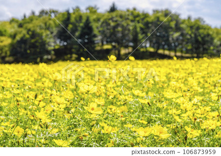 Blue sky and Cosmos lemon blight in autumn at Michinoku-Mori National Government Lakeside Park, Kawasaki Town, Miyagi Prefecture 106873959