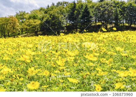 Blue sky and Cosmos lemon blight in autumn at Michinoku-Mori National Government Lakeside Park, Kawasaki Town, Miyagi Prefecture 106873960