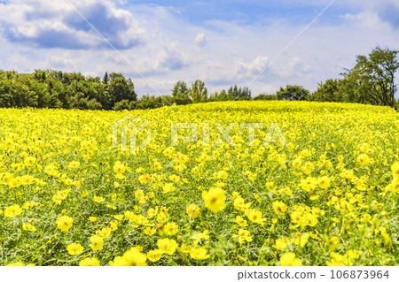 宮城縣川崎町陸奧森湖畔公園的秋日藍天和波斯菊檸檬枯萎病 106873964