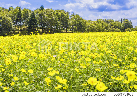 宮城縣川崎町陸奧森湖畔公園的秋日藍天和波斯菊檸檬枯萎病 106873965