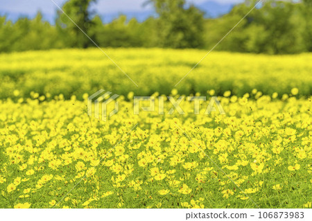 Yellow cosmos lemon blight blooming all over, Michinoku-Mori National Government Lakeside Park in autumn, Kawasaki Town, Miyagi Prefecture 106873983