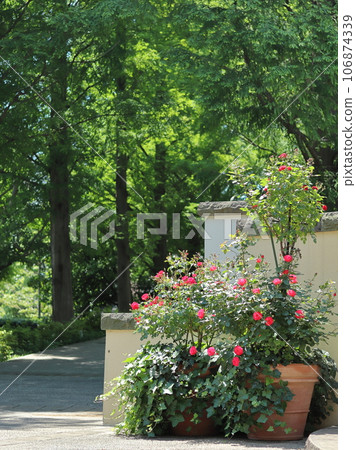 山手洋樓裡盛開的美麗玫瑰 山手洋樓裡盛開的美麗玫瑰 106874339