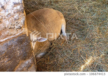 Shorn sheep in colonial barn peeks around stone wall Shorn sheep in colonial barn peeks around stone wall 106874413