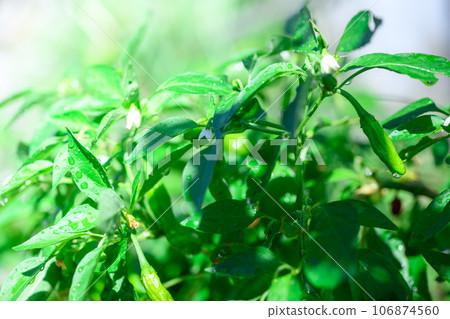 Summer vegetables Shishito pepper cultivation Shishito peppers (September) Home garden Shishito peppers 106874560