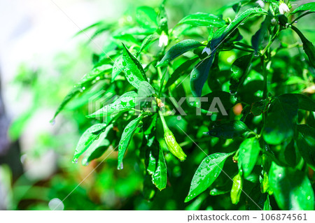 Summer vegetables Shishito pepper cultivation Shishito peppers (September) Home garden Shishito peppers 106874561