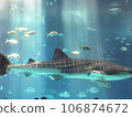 鯨鯊在美麗海水族館的大水槽裡悠閒地游動 106874672