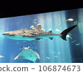 鯨鯊在美麗海水族館的大水槽裡悠閒地游動 106874673