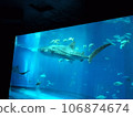 鯨鯊在美麗海水族館的大水槽裡悠閒地游動 106874674