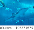 鯨鯊在美麗海水族館的大水槽裡悠閒地游動 106874675