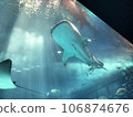 鯨鯊在美麗海水族館的大水槽裡悠閒地游動 106874676