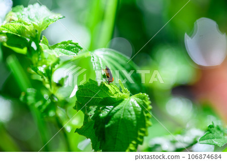 一種吃菜葉的神秘昆蟲:黃瓜甲蟲 一種吃菜葉的神秘昆蟲:黃瓜甲蟲 106874684
