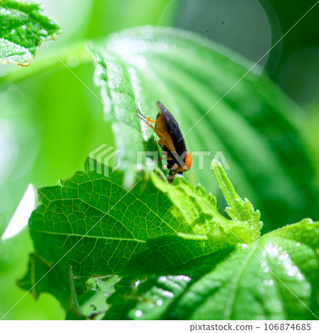 一種吃菜葉的神秘昆蟲:黃瓜甲蟲 一種吃菜葉的神秘昆蟲:黃瓜甲蟲 106874685
