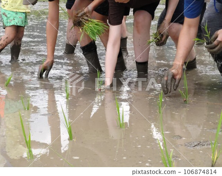 Planting rice in a row ~RicePlanting 106874814