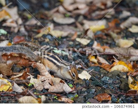 What are you looking for? cute chipmunk What are you looking for? cute chipmunk 106874961