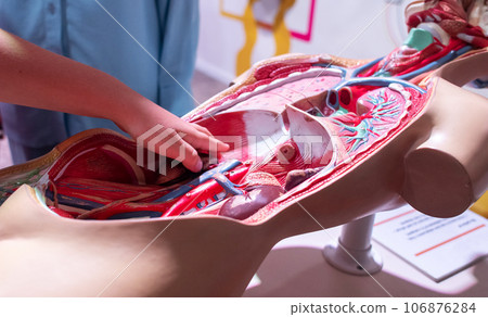 Medical mannequin. Close-up of abdominal organs created from plastic and simulating the human body. The concept of training medical personnel, doctors and students. 106876284