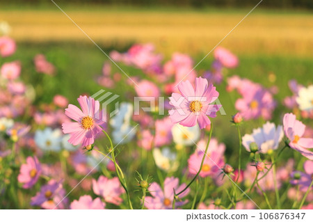 Cosmos at dusk 106876347