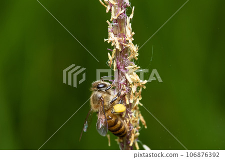 Bee collecting nectar 106876392