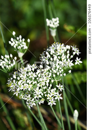 Nira Flower 106876449