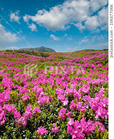 Blossoming slopes (rhododendron flowers ) of Carpathians. Blossoming slopes (rhododendron flowers ) of Carpathians. 106877066