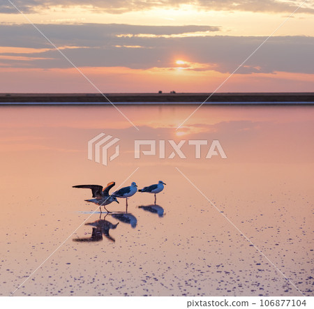 Seagulls on sunset Genichesk pink  salty lake, Ukraine 106877104