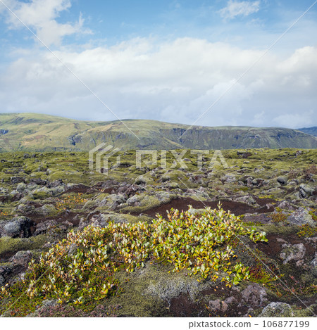 Scenic autumn green lava fields near Fjadrargljufur Canyon in Iceland. Green moss on volcanic lava stones. Unique lava fields growth after Laki volcano eruption. Scenic autumn green lava fields near Fjadrargljufur Canyon in Iceland. Green moss on volcanic lava stones. Unique lava fields growth after Laki volcano eruption. 106877199
