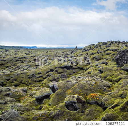 Scenic autumn green lava fields near Fjadrargljufur  Canyon in Iceland. Green  moss on volcanic lava stones.  Unique lava fields growth after Laki volcano eruption. 106877211